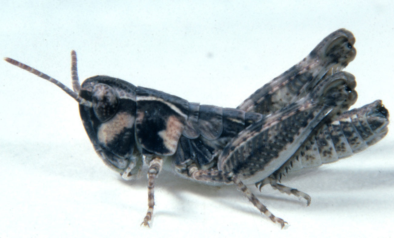  Fig. 3, third instar: BL 8.3-9.2 mm, FL 5.1-5.6 mm, AS 20 