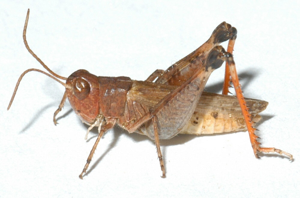  Fig. 6, adult male: BL 15.5-16.2 mm, FL 9-9.7 mm, AS 25 