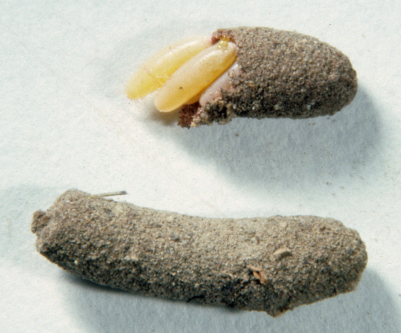 Fig. 10, two egg pods, one opened to show eggs 