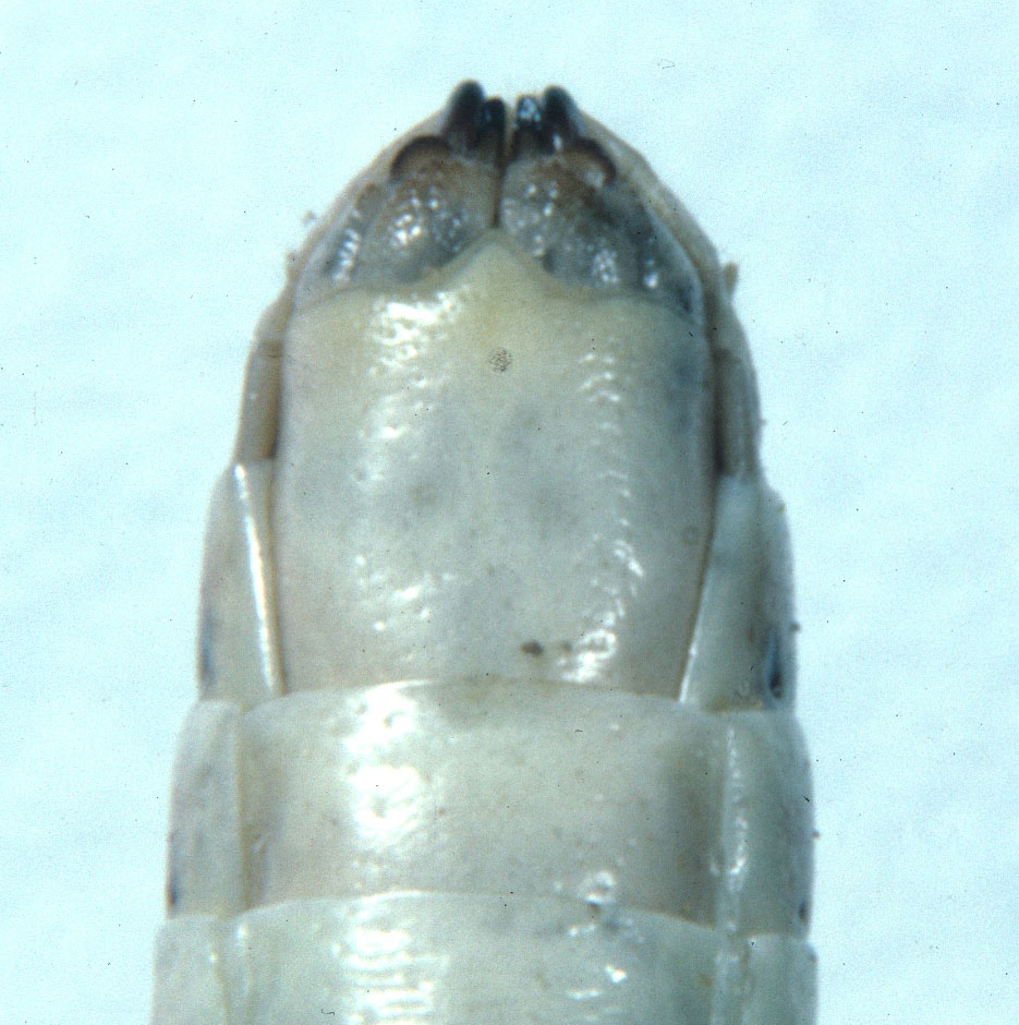  Fig. 9, ventral view, shape of eighth abdominal sternum 