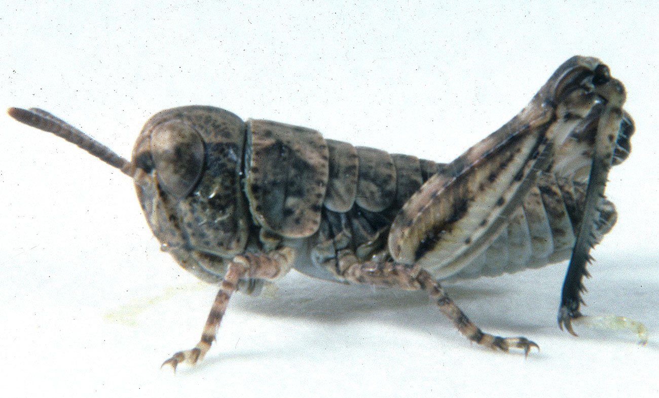  Fig. 1, first instar: BL 5-6.3 mm, FL 3.3-3.6 mm, AS 14 