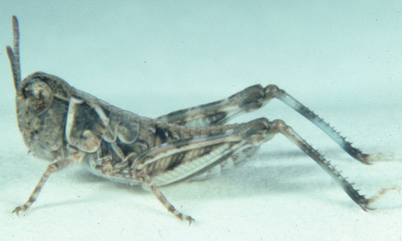  Fig. 2, second instar: BL 6.6-9.8 mm, FL 4.5-5.3 mm, AS 18-19 