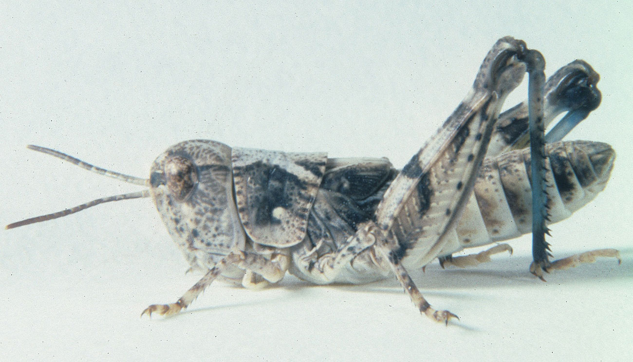  Fig. 4, fourth instar: BL 12.5-16 mm, FL 8.3-9 mm, AS 22-23 