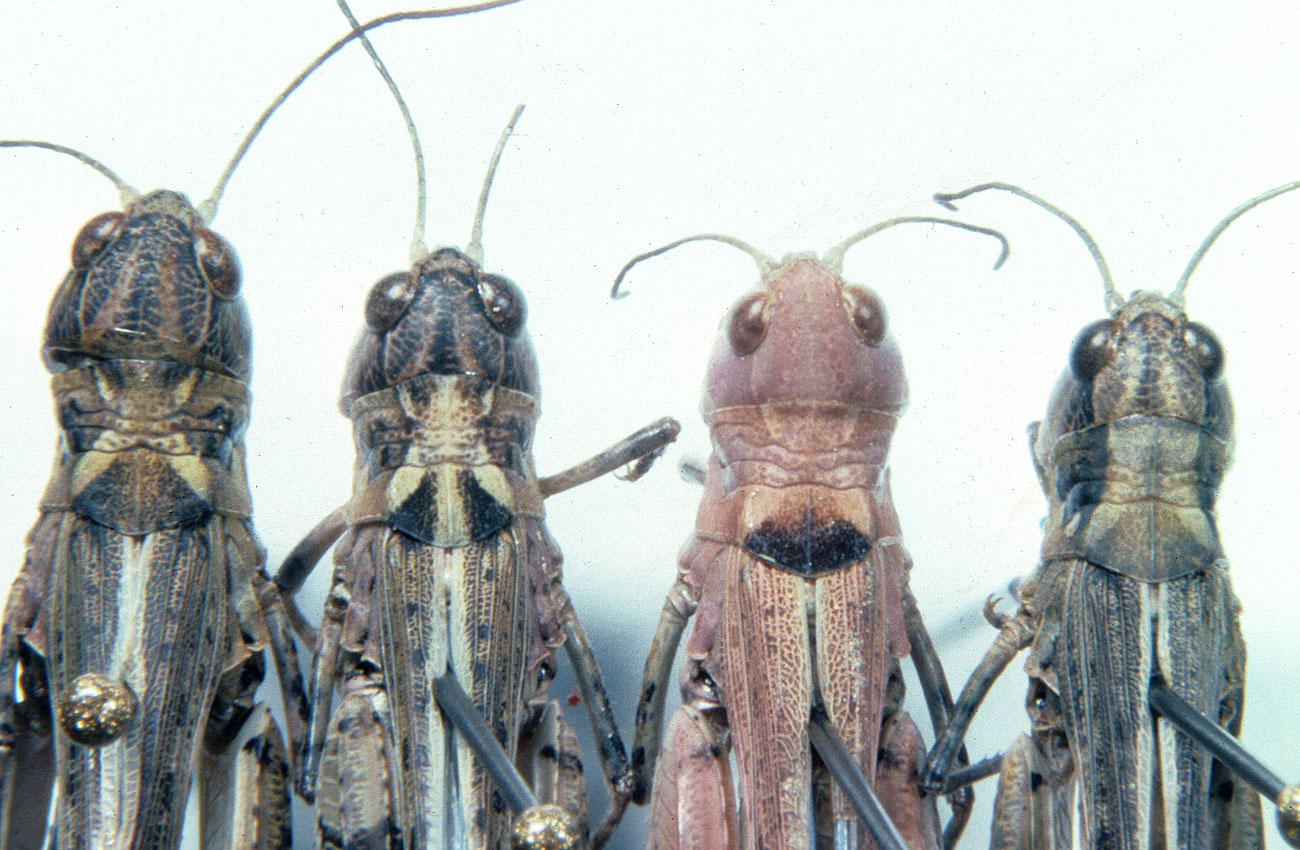  Fig. 8, dorsal view, pattern variations of pronotal disk 