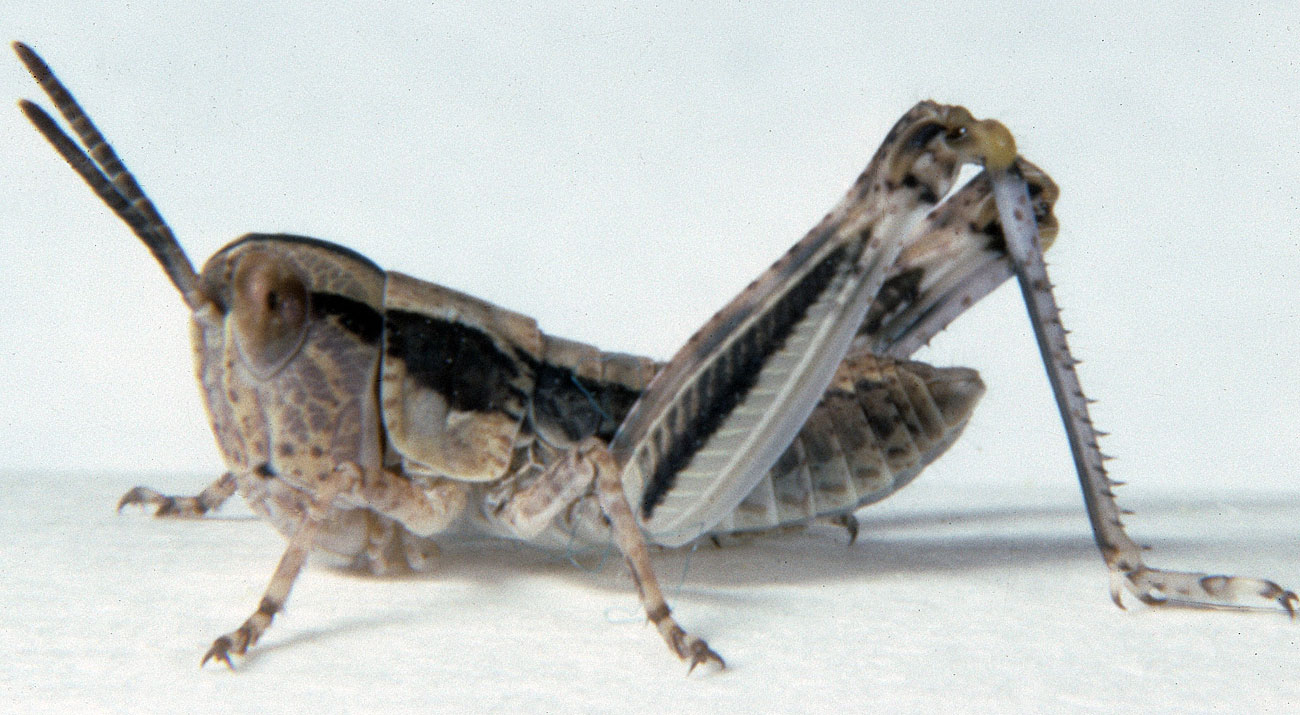  Fig. 2, second instar: BL 6.8-8.6 mm, FL 4.6-5 mm, AS 16-17 