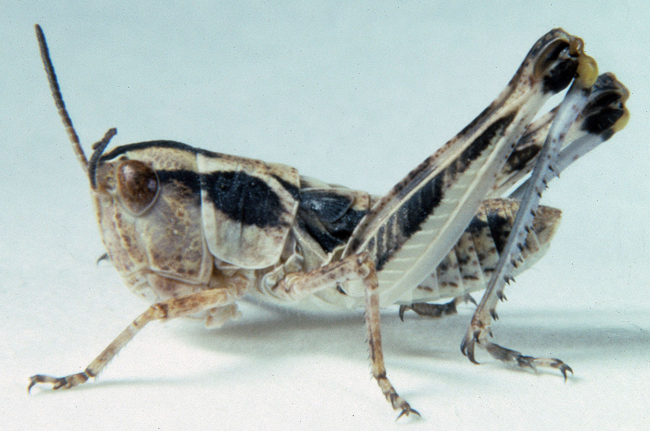  Fig. 4, fourth instar males: BL 13-15 mm, FL 7.8-8.3 mm, AS 22-23; females: BL 11.9-15 mm, FL 8.4-8.6 mm, AS 22-23 