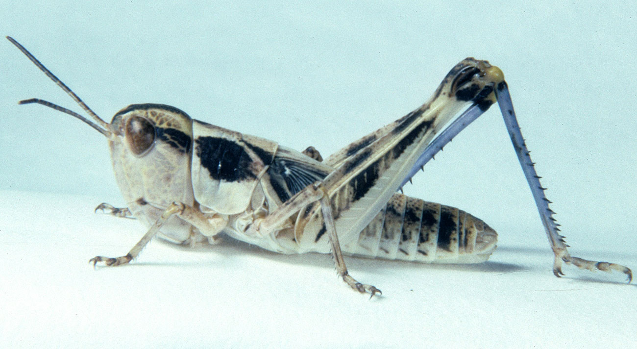  Fig. 5, fifth instar female: BL 15-18.6 mm, FL 10.5-11.5 mm, AS 24 