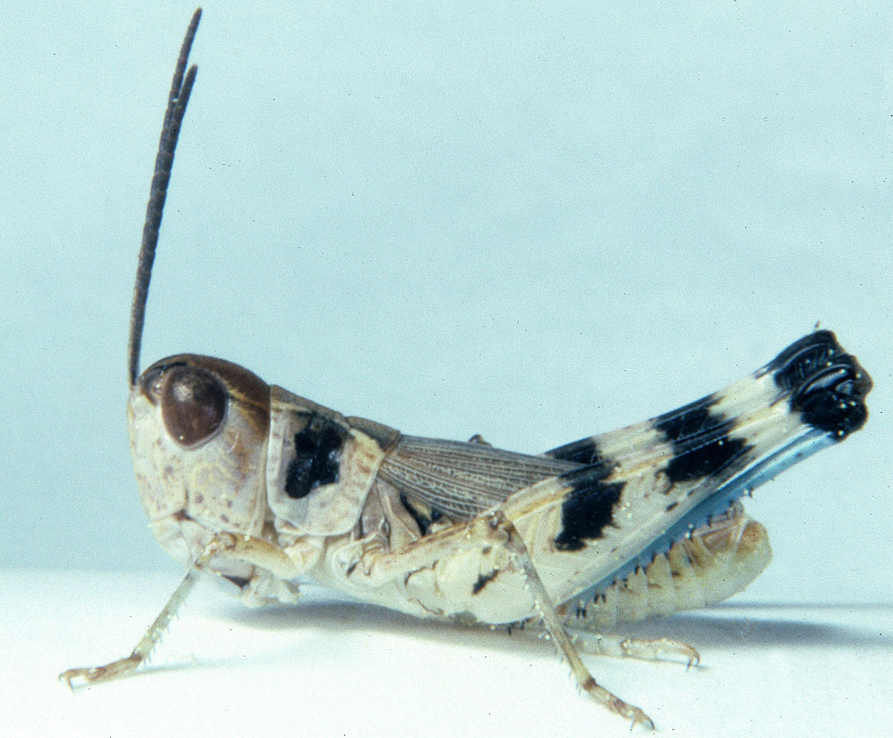  Fig. 6, adult male: BL 15.1-17 mm, FL 9.8-10.7 mm, AS 24 