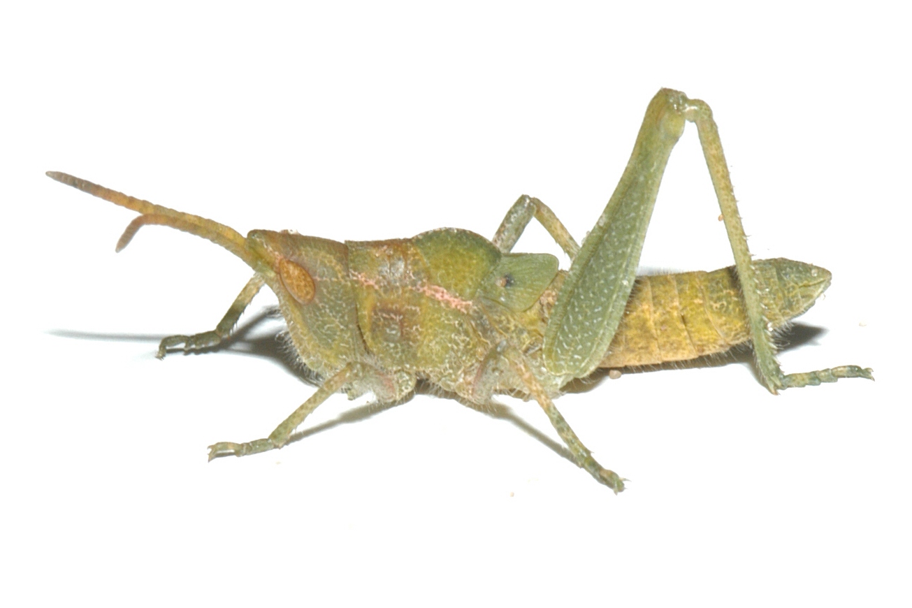  Fig. 1, fourth instar