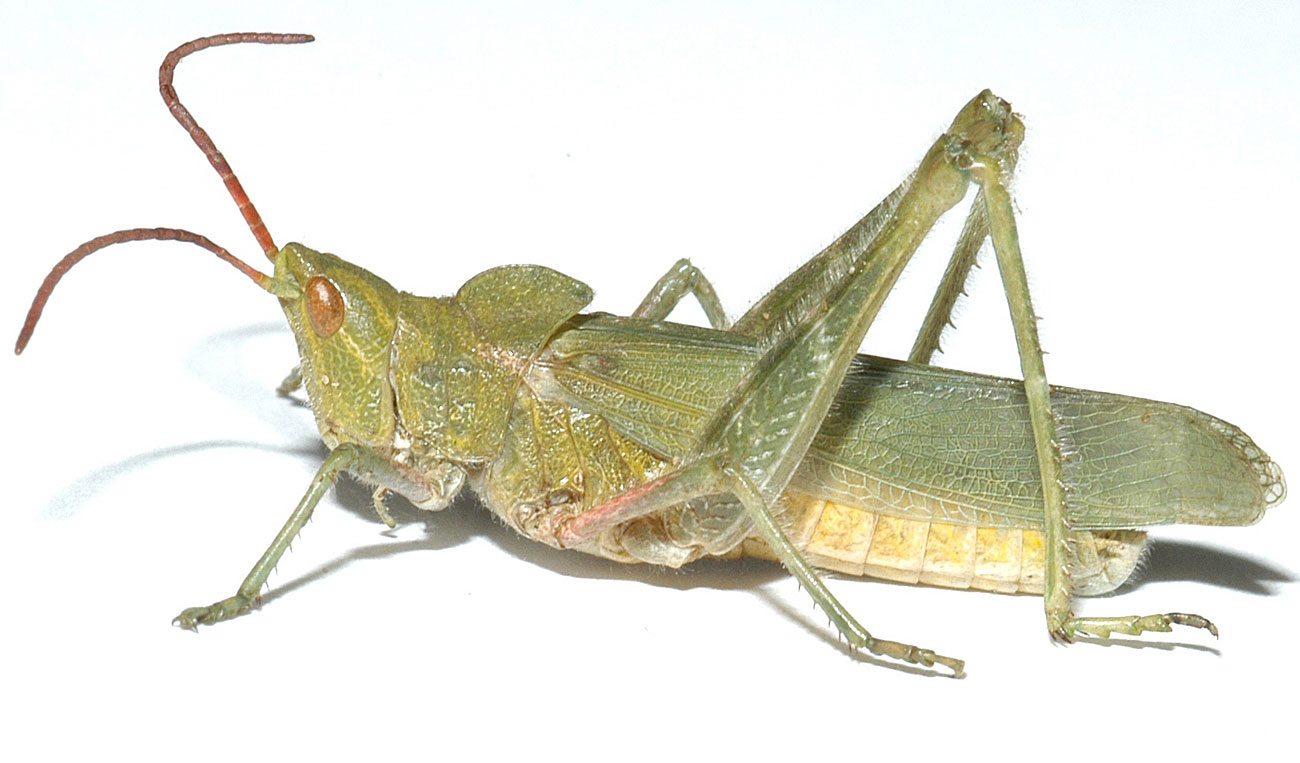 Fig. 2, adult male: BL 24-30 mm, FL 14-18 mm, AS 22-25
