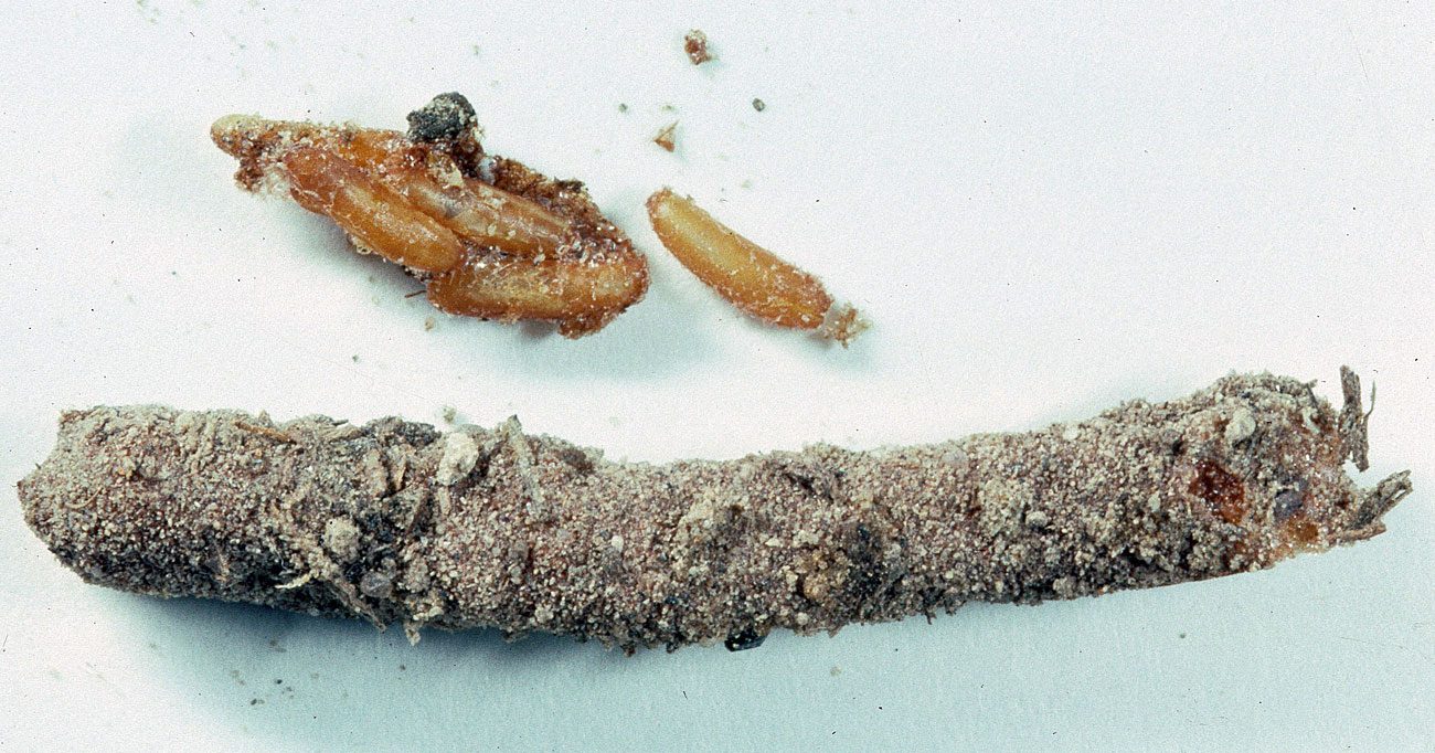  Fig. 10, egg pod and exposed eggs 