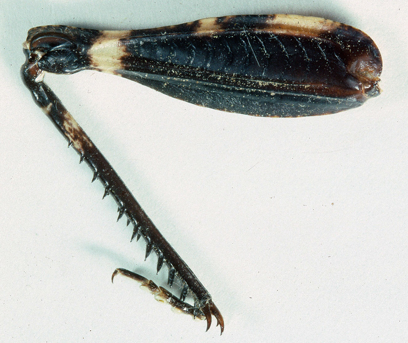  Fig. 9, inner surface left hindleg of male 