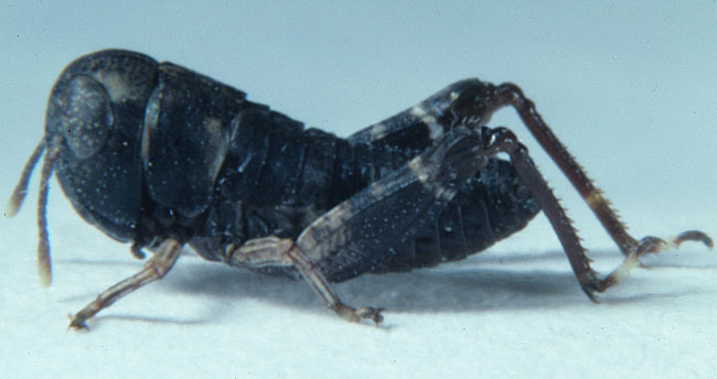  Fig. 1, first instar: BL 4.8-5.5 mm, FL 2.2-2.5 mm, AS 11-12 