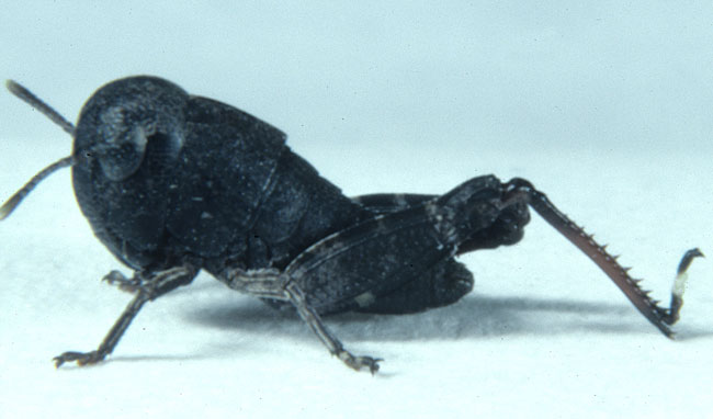  Fig. 2, second instar: BL 5.8-7.2 mm, FL 3.3-3.7 mm, AS 13-14 