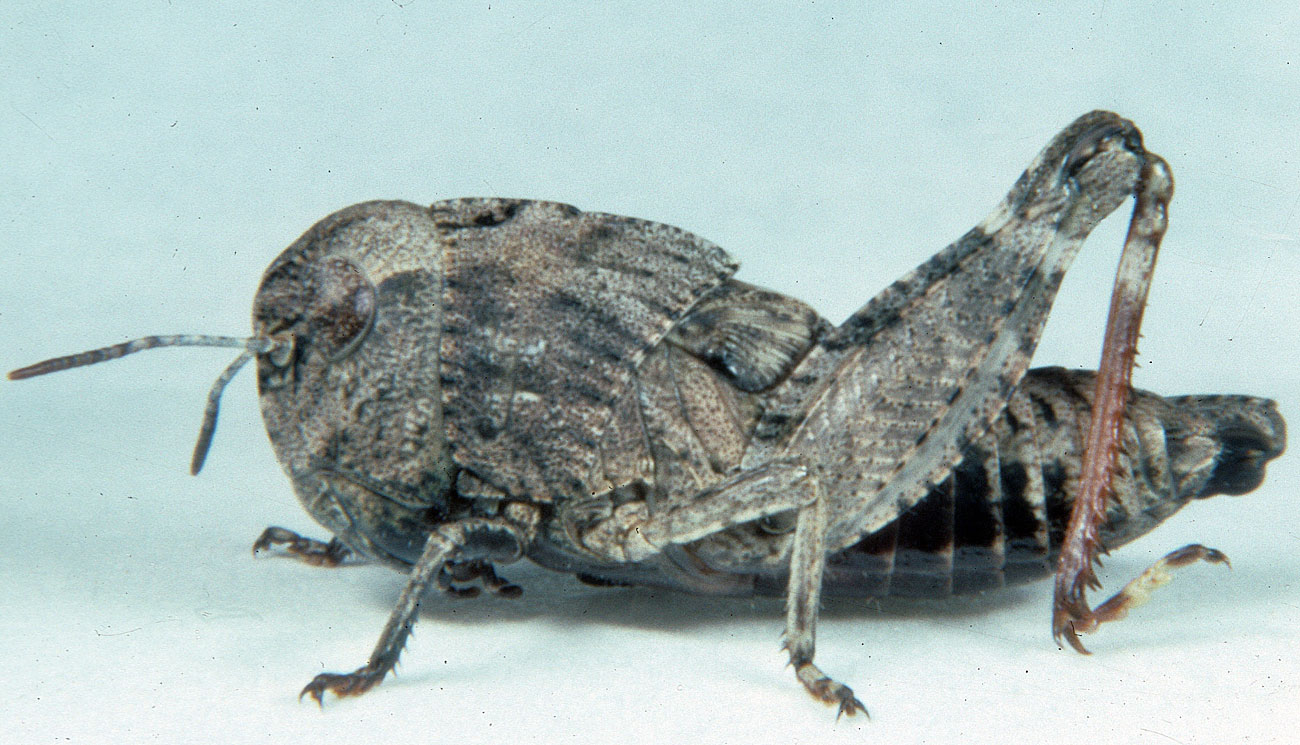  Fig. 4, fourth instar: BL 10-15 mm, FL 6.4-8.1 mm, AS 18-20 