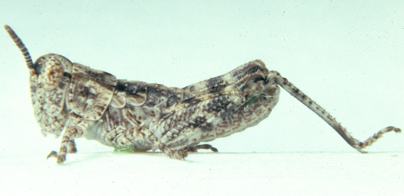  Fig. 2, second instar: BL 5.6-7.1 mm, FL 3.6-4.3 mm, AS 15-17