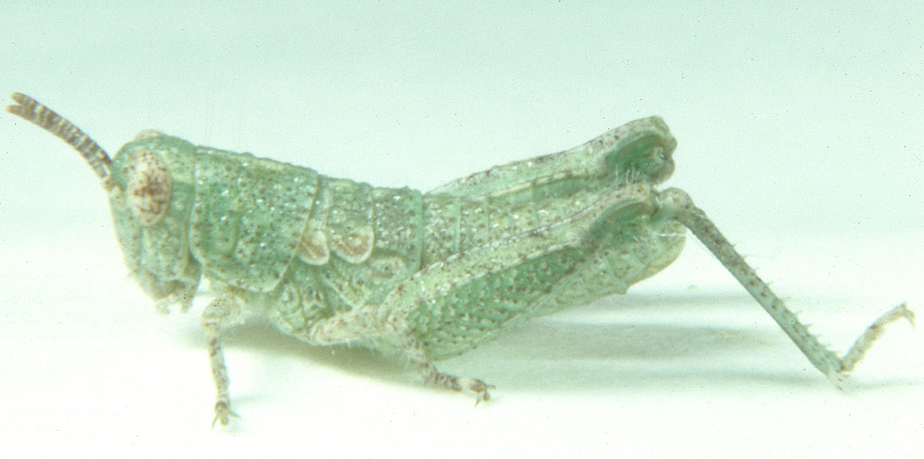 Fig. 3, third instar: BL 7.7-8.5 mm, FL 5.0-5.9 mm, AS 18-20
