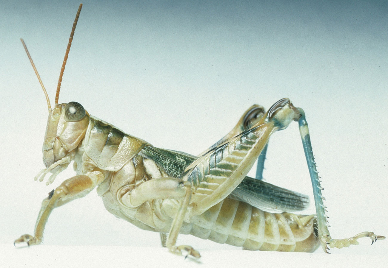 Fig. 6, adult male: BL 18-20.5 mm, FL 10-11.2 mm, AS 23-26 (northern subspecies  A. turnbulli turnbulli )
