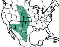  Geographic range of  Boopedon nubilum  (Say) 