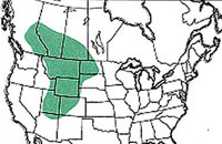  Geographic range of  Bruneria brunnea  (Thomas) 