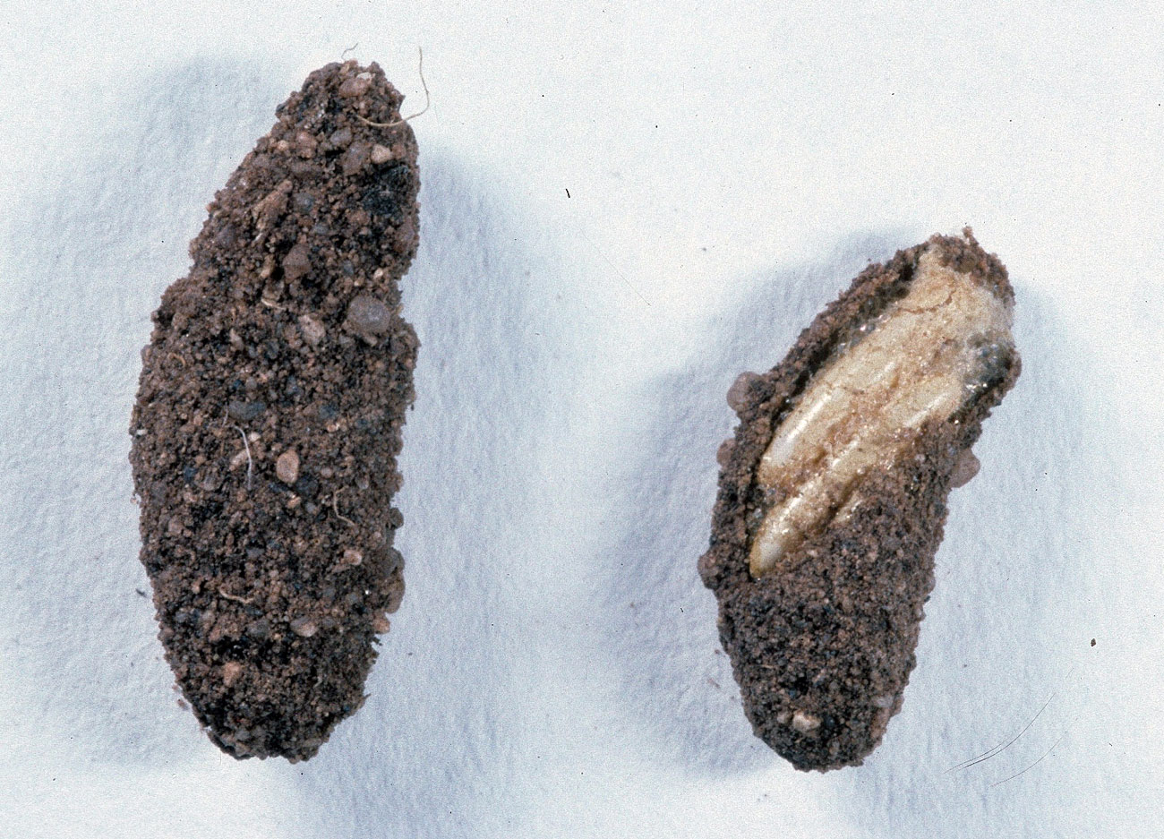  Fig. 9, two egg pods, one opened to show eggs 