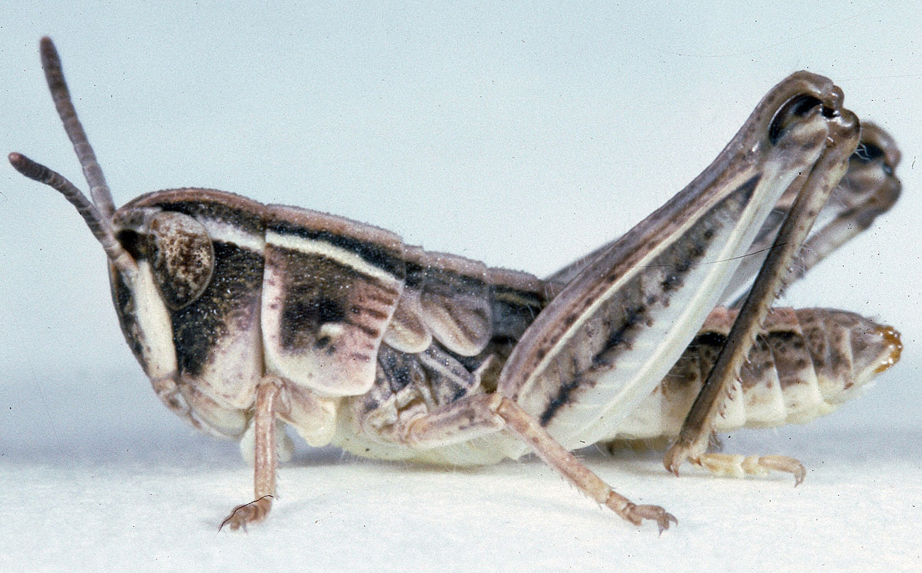  Fig. 2, second instar: BL 6.5-10 mm, FL 4.4-5 mm, AS 17-19 