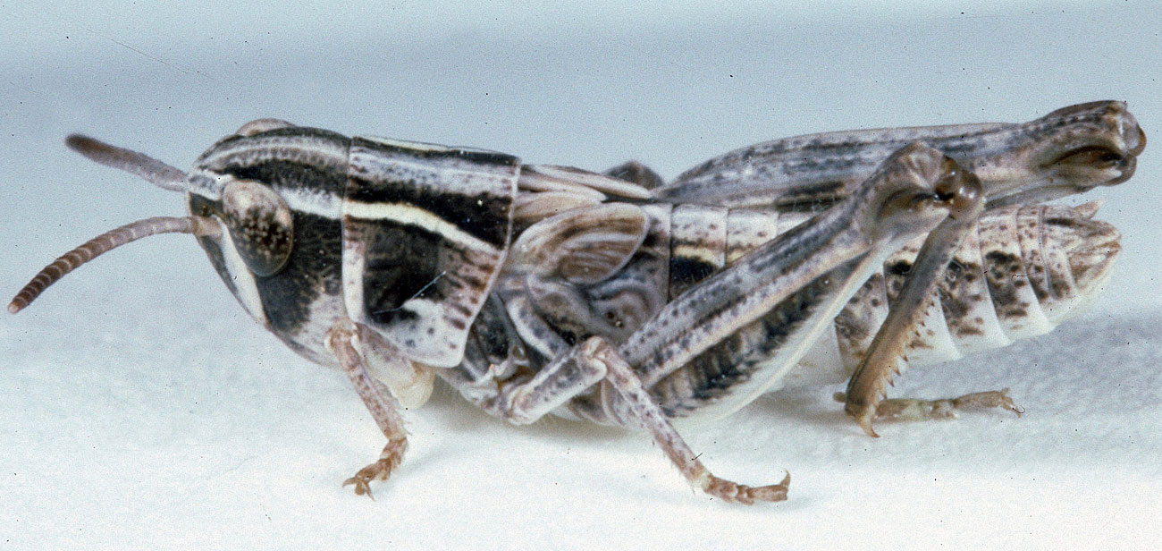  Fig. 3, third instar: BL 8.9-12 mm, FL 5.9-7.3 mm, AS 20-22 