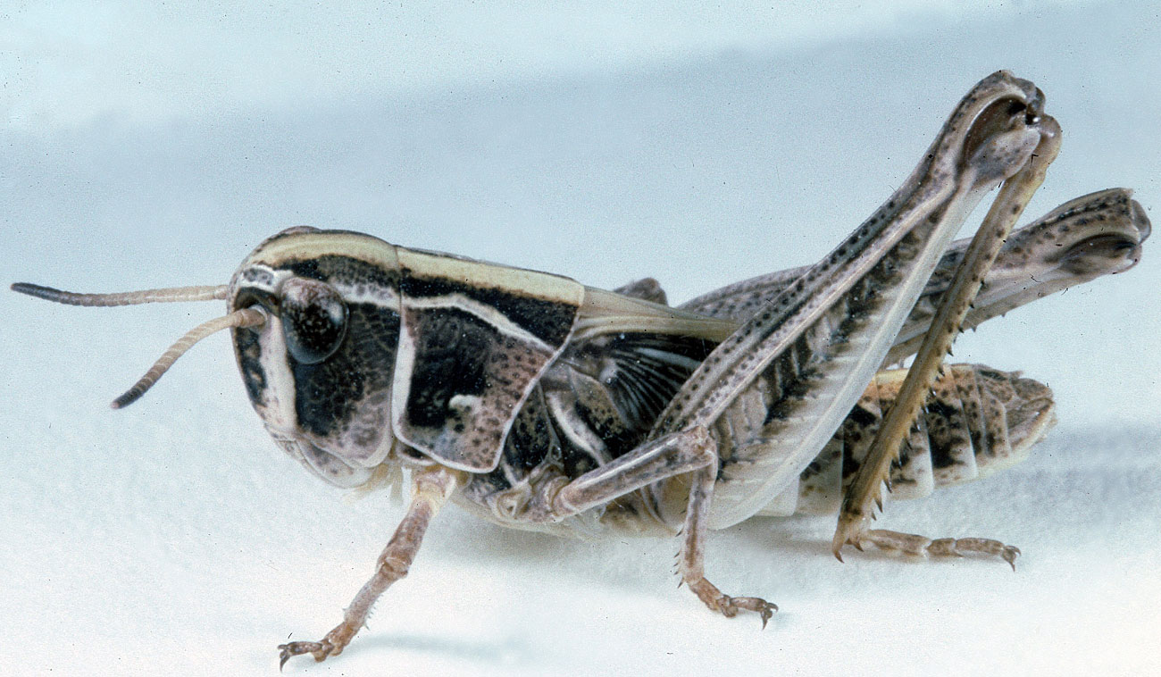  Fig. 4, fourth instar: BL 14.5-18 mm, FL 8.5-10.5 mm, AS 22-24 