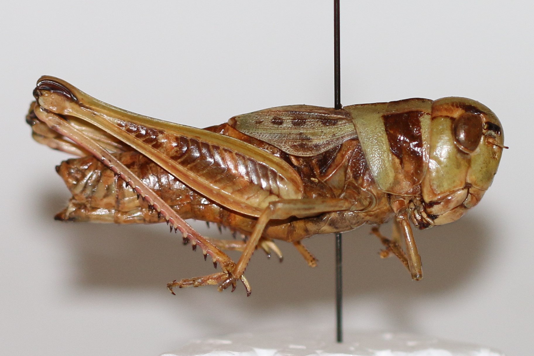  Fig. 4, green form adult female prairie boopie 
