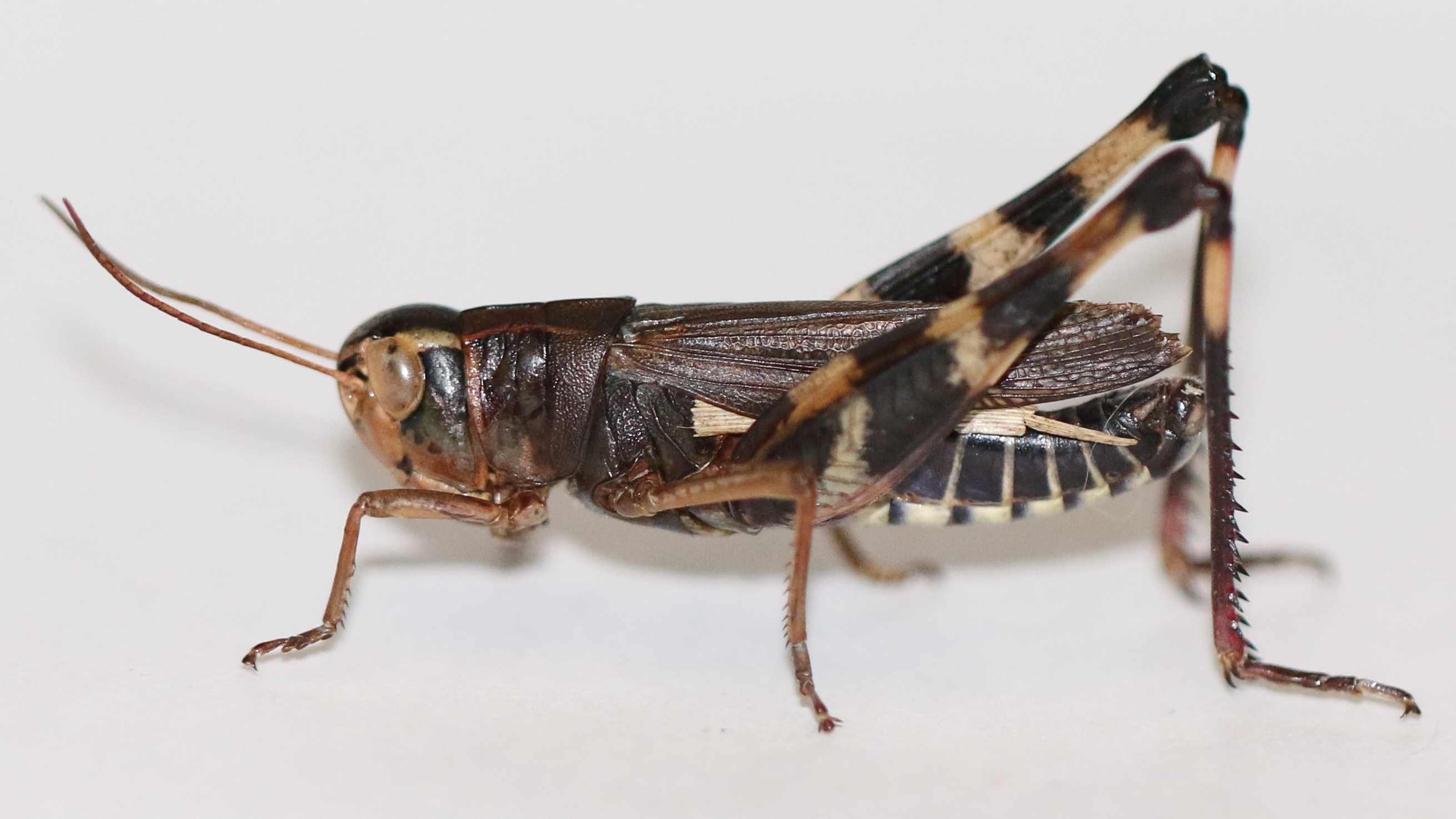  Fig. 1, prairie boopie adult male 
