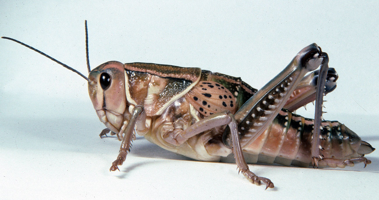 Brachystola magna female