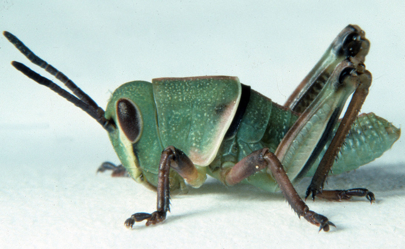  Fig. 1, first instar: BL 9.5-12.5 mm, FL4.6-5 mm, AS 14-16 