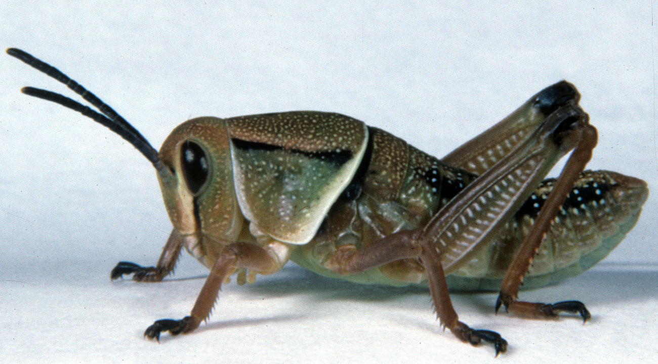  Fig. 2, second instar: BL 12-16.5 mm, FL 6.4-7.6 mm, AS 17-19 