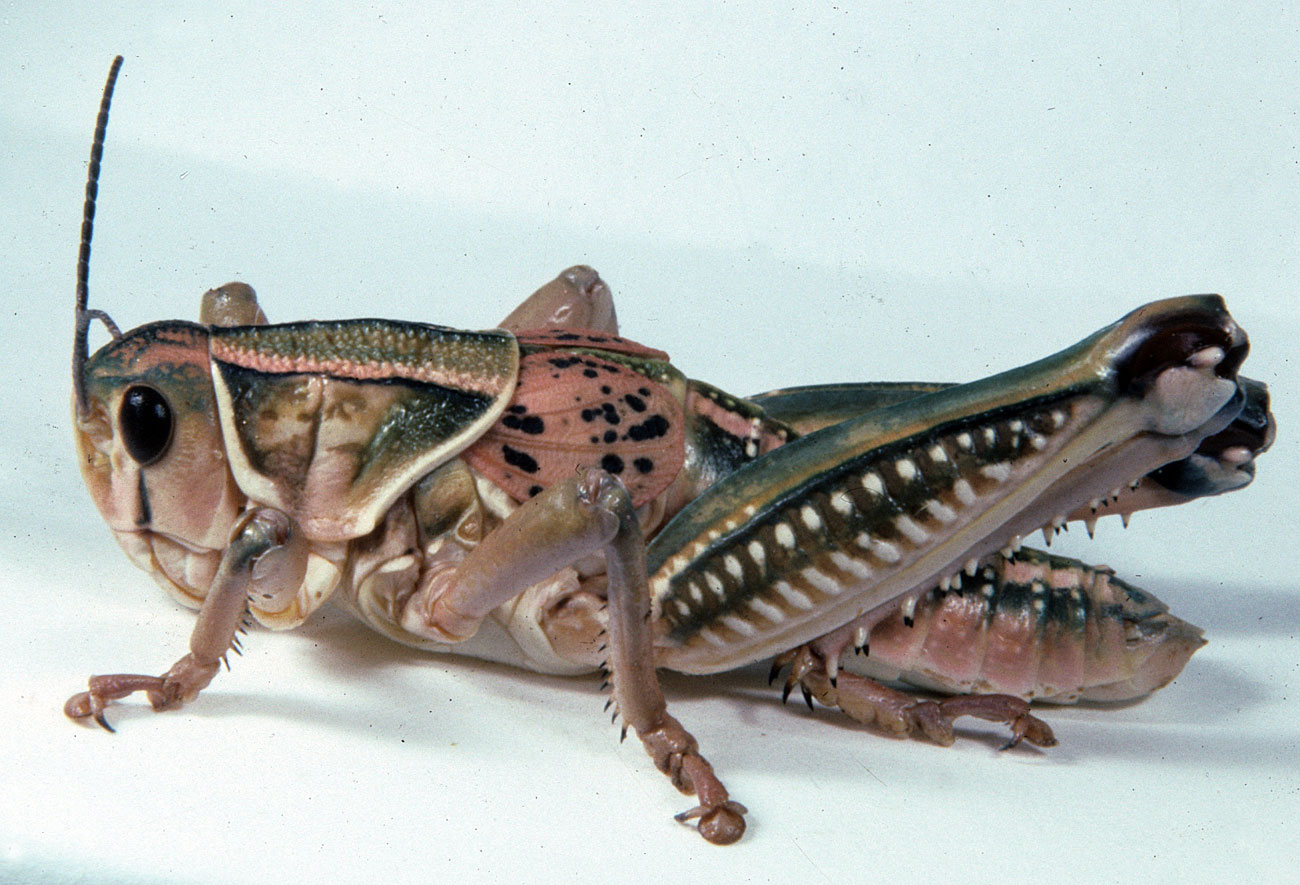 Brachystola magna male