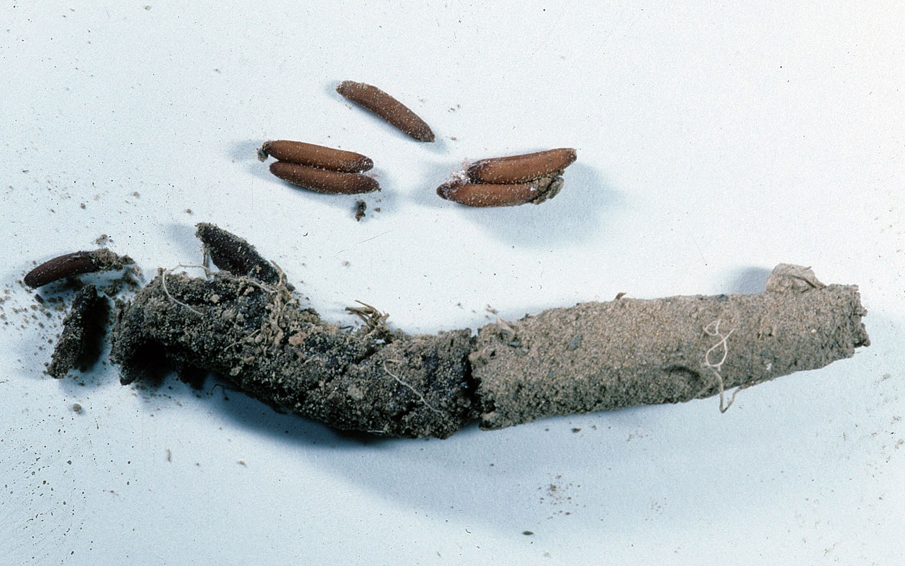  Fig. 10, egg pod and several loose eggs 