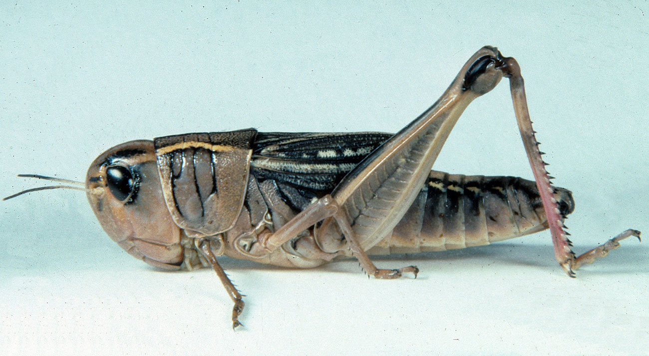 Boopedon nubilum female
