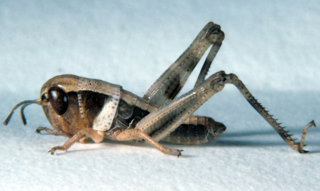  Fig. 2, second instar: BL 9-11 mm, FL 5.3-6.8 mm, AS 16-17 