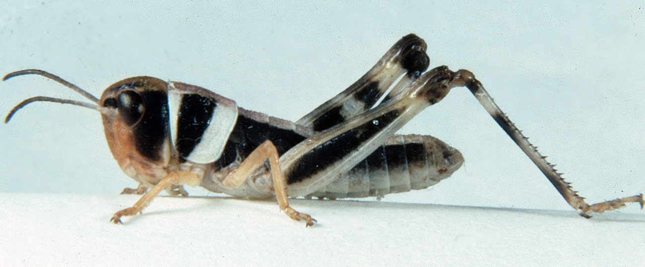  Fig. 3, third instar: BL 11-15 mm, FL 9 mm, AS 19-21 