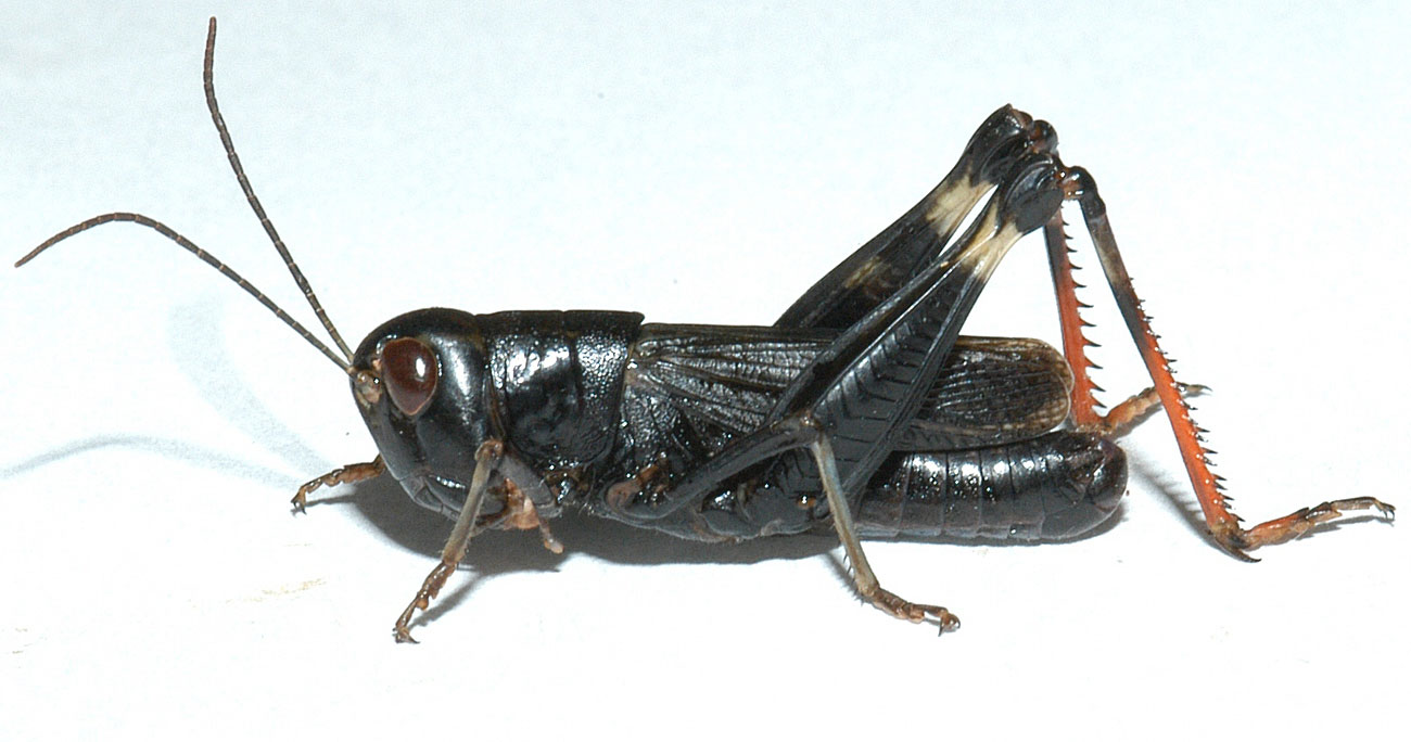  Fig. 7, adult male: BL 22-22.5 mm, FL 15 mm, AS 24-25 