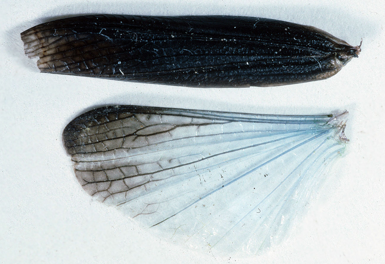  Fig. 9, detached wings of male 