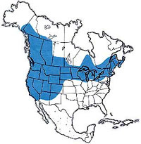  Geographic range of  Camnula pellucida  (Scudder) 