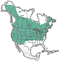  Geographic range of  Chorthippus curtipennis  (Harris) 