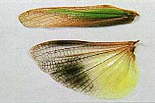  Fig. 9, spread wings of an adult female 