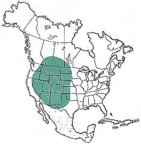  Geographic range of  Cordillacris occipitalis  (Thomas) 