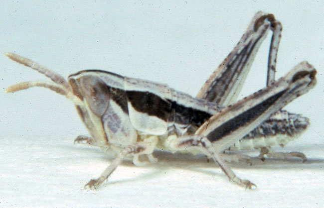  Fig. 1, first instar: BL 4.8-5.7 mm, FL 2.9-3.3 mm, AS 13 