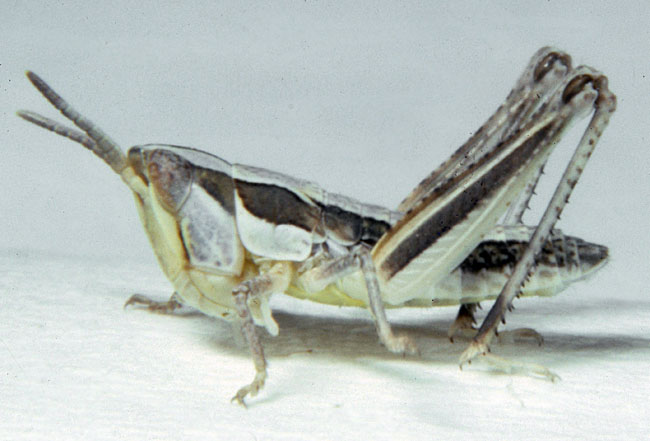  Fig. 2, second instar: BL 6.3-7.5 mm, FL 4-4.7 mm, AS 15-17 