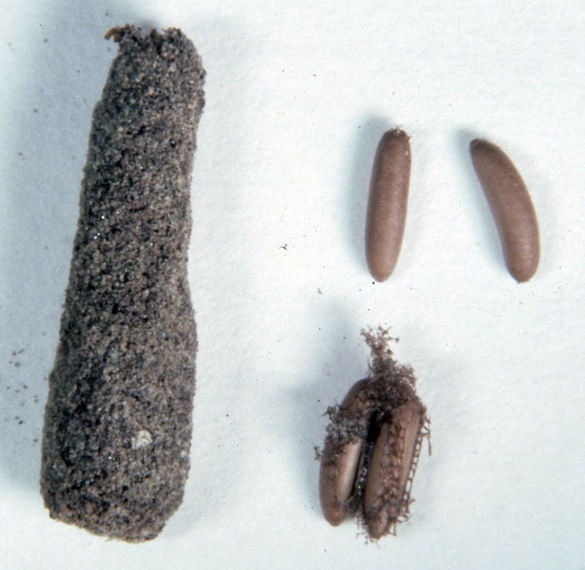  Fig. 8, egg pod and four separate eggs 