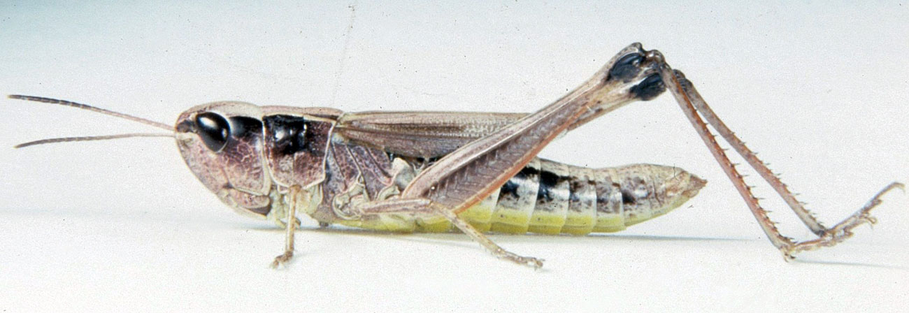 Chorthippus curtipennis female