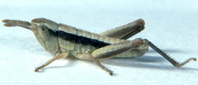  Fig. 1, first instar: BL 5.7-6.6 mm, FL 2.9-3.1 mm, AS 13-14 