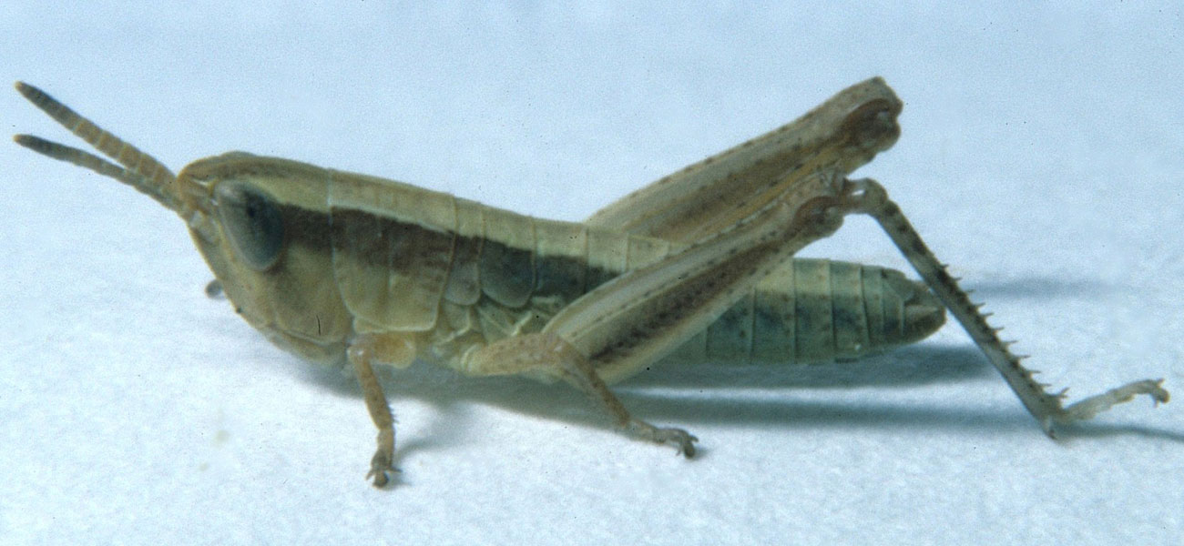  Fig. 3, third instar: BL 9.5-10.4 mm, FL 5.8-6.3 mm, AS 20-21 